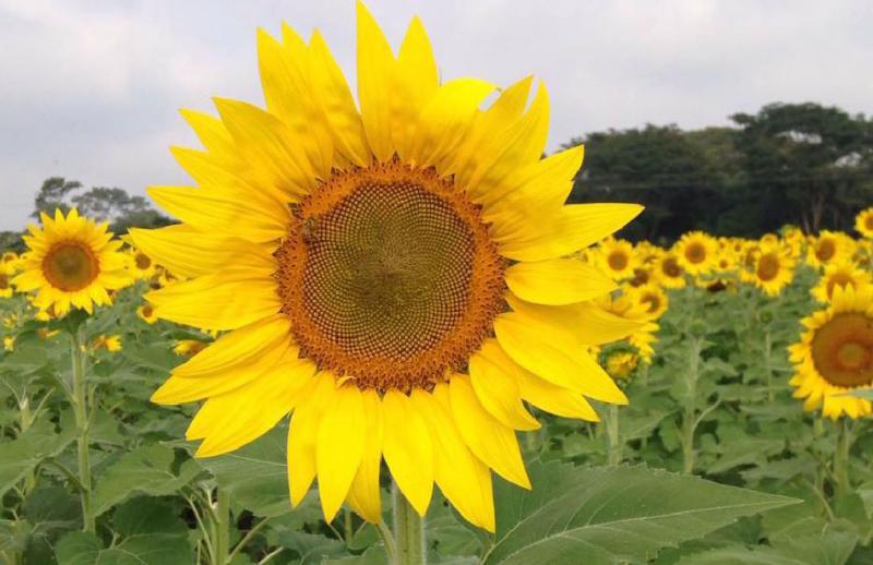 INVITAN AL FESTIVAL DEL GIRASOL EN BALANCÁN