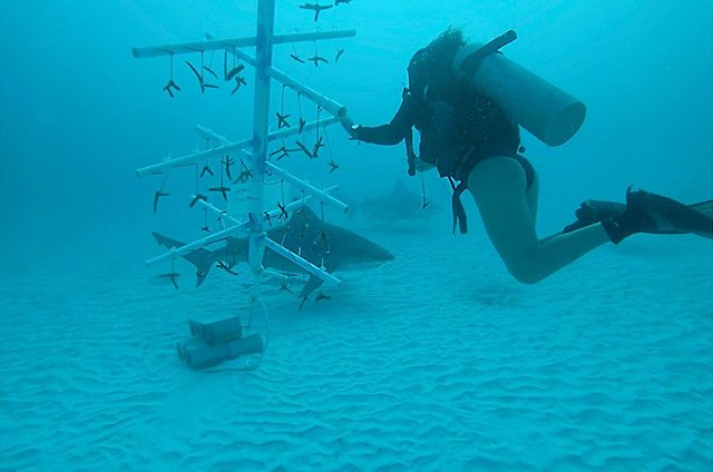 Proyecto ‘Coralísima’ reforestan dañada zona de corales