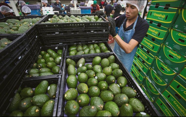 AGUACATE MEXICANO INVADE A EU PARA EL SUPER BOWL