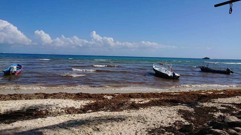 Turisteros se preparan para enfrentar el sargazo en Semana Santa