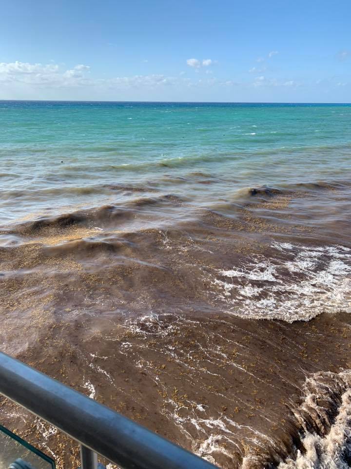 “Isla de sargazo” rumbo al Canal de Yucatán