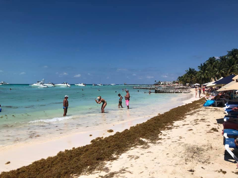 Llegó el primer ramal de sargazo a la isla