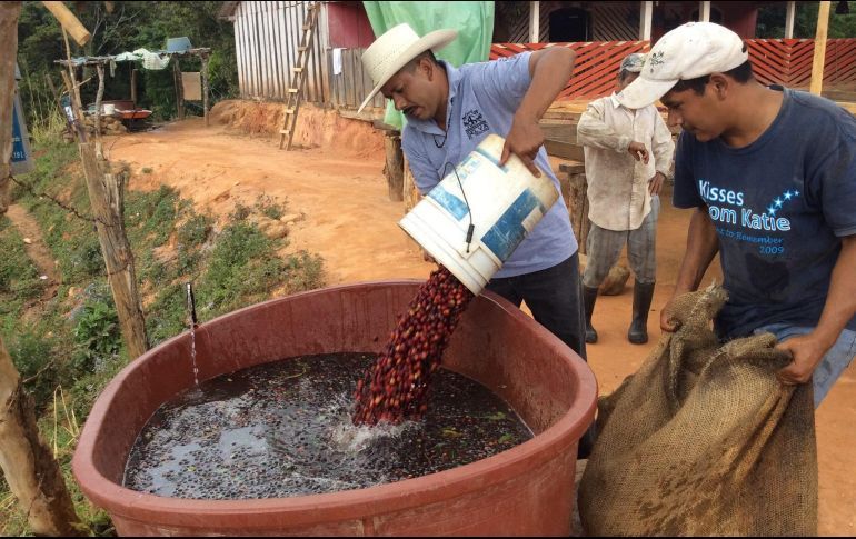 COLOMBIA DESTINA 50.5 MDD AL SECTOR CAFETERO ANTE CRISIS