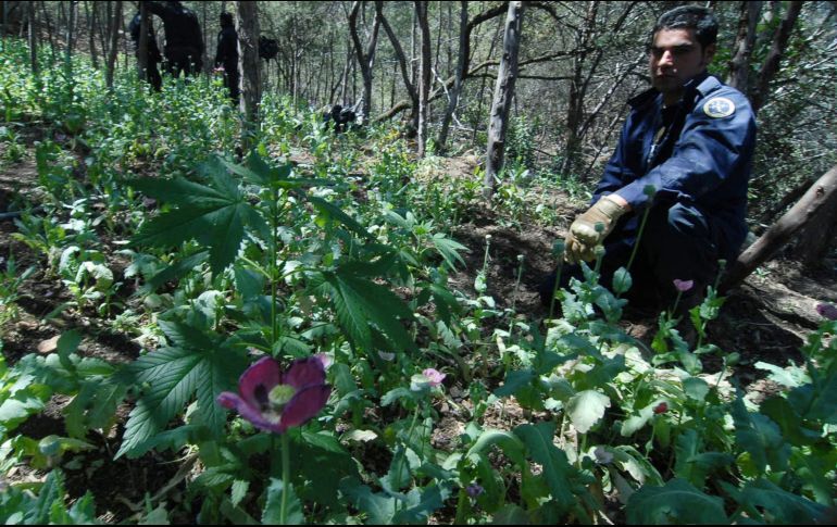 MÉXICO PLANTEA ABRIR DISCUSIÓN SOBRE LA LEGALIZACIÓN DE LA AMAPOLA
