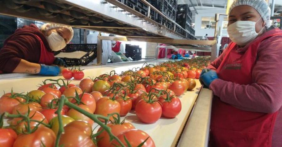 MÉXICO SOLICITA A EU DAR SOLUCIÓN AL TEMA DEL TOMATE