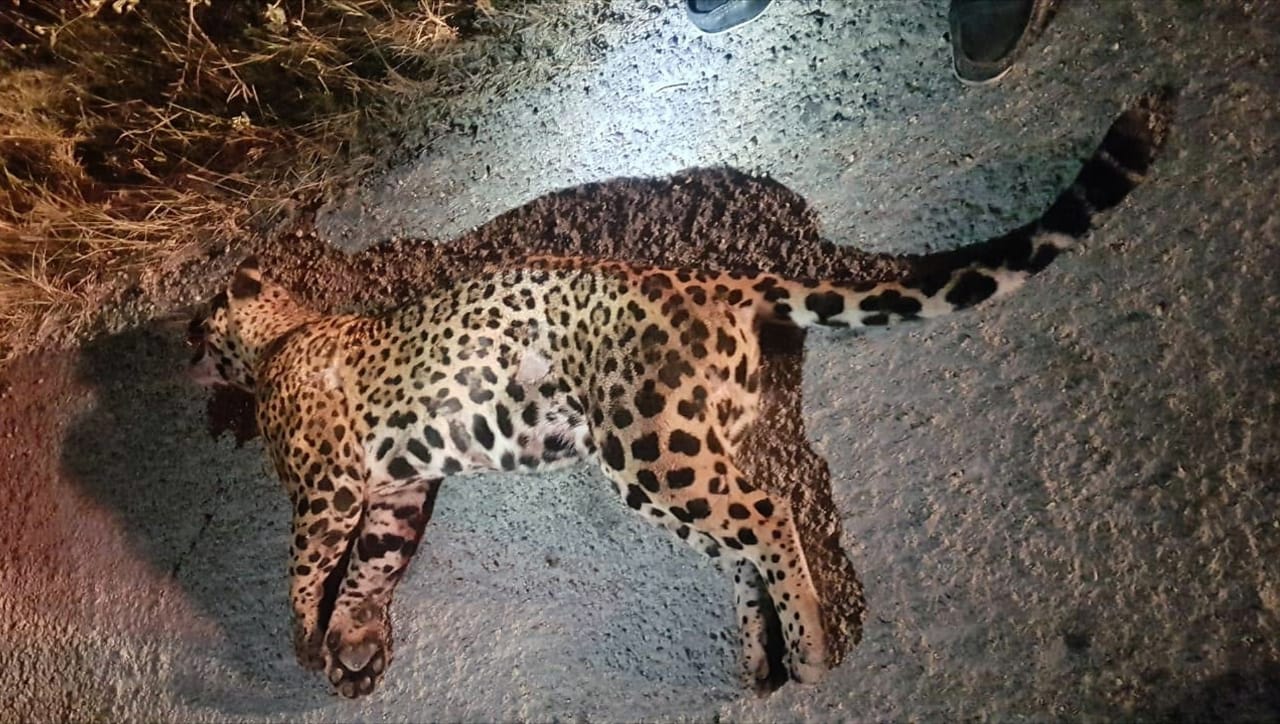 Atropellan a hembra de jaguar frente a Río secreto