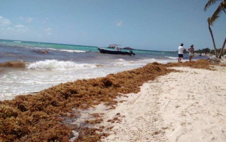Plaga de sargazo no da tregua en Playa del Carmen