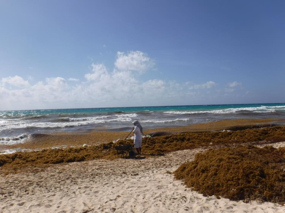 Ausencia de bañistas y mucho sargazo en las playas