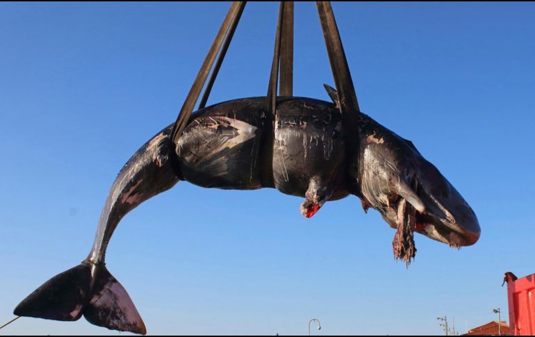 HALLAN EN ITALIA BALLENA MUERTA CON 22 KILOS DE PLÁSTICO EN SU ESTÓMAGO