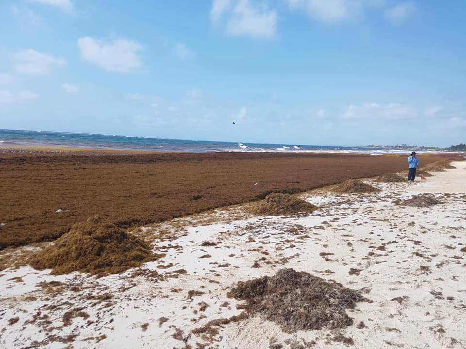 Oleada de Sargazo para Quintana Roo.