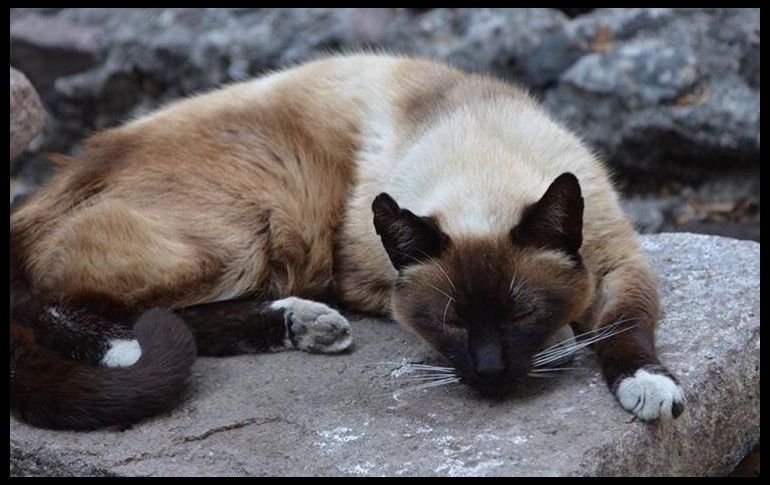DETALLAN PLAN PARA CUIDAR A GATOS DE PALACIO NACIONAL TRAS DENUNCIA