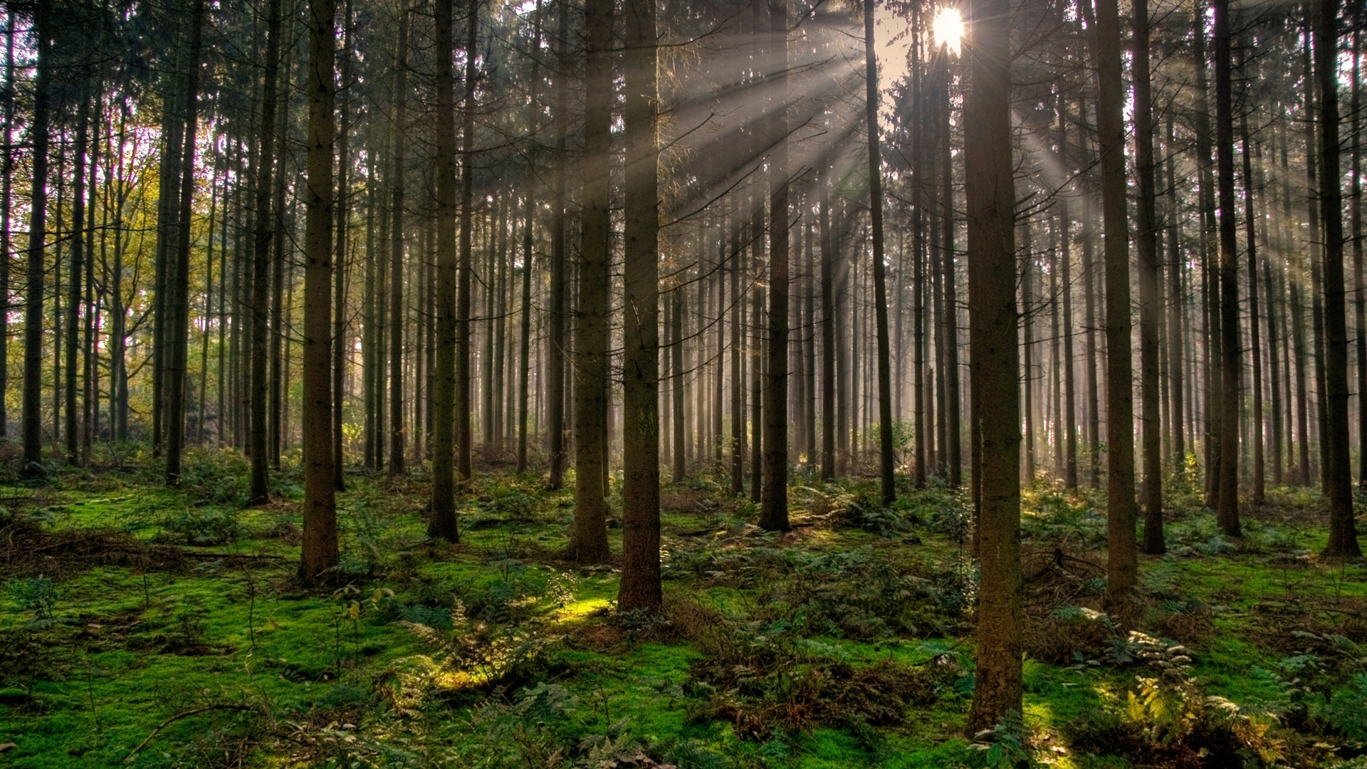 PRESUPUESTO PARA BOSQUES, EN PICADA DESDE 2013
