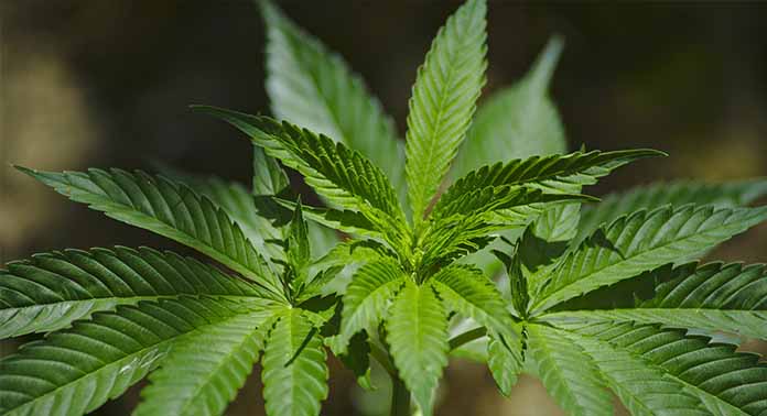 CANADÁ RECAUDA 139 MDD TRAS LEGALIZAR MARIGUANA