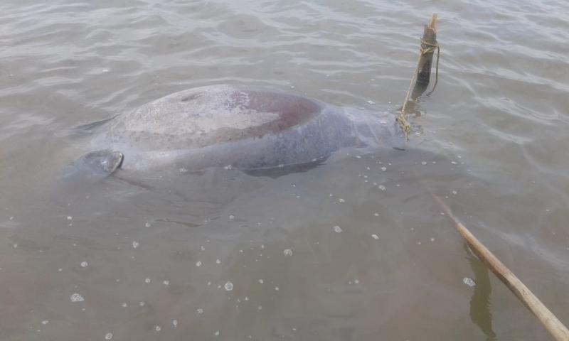 ENCUENTRAN OTRO MANATÍ MUERTO