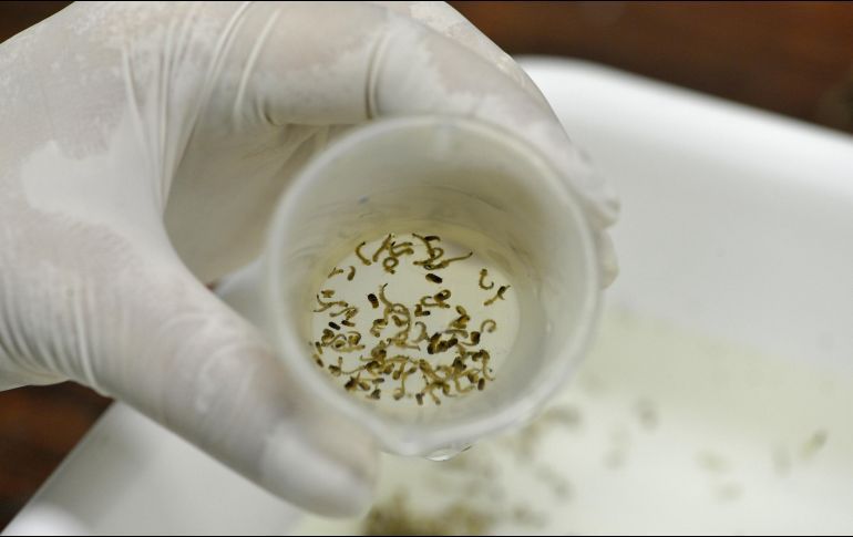 FALTA DE INSECTICIDAS CONTRA EL DENGUE HA DISPARADO CASOS EN MÉXICO, DICE ONG