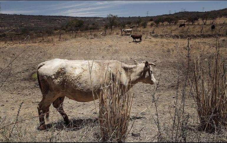FALTA DE LLUVIAS OBLIGA A RETRASAR LAS SIEMBRAS EN QUERÉTARO