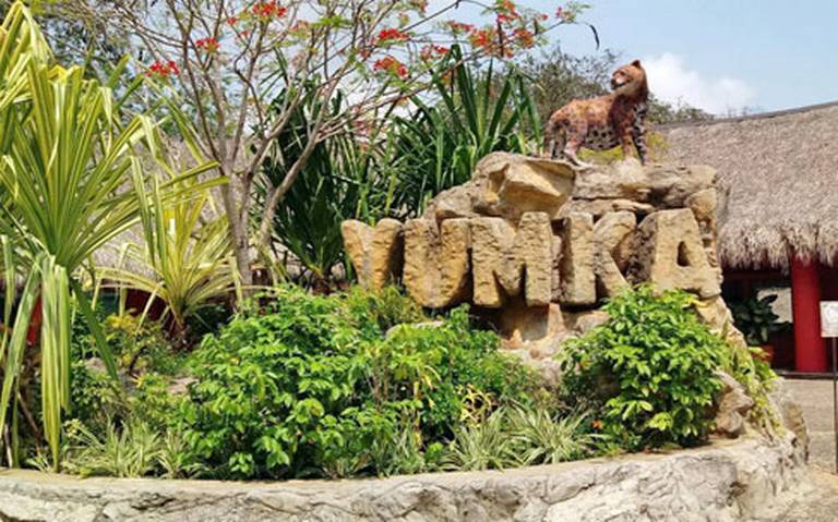 POR ALTAS TEMPERATURAS, MUERE VENADO COLA BLANCA EN YUMKÁ