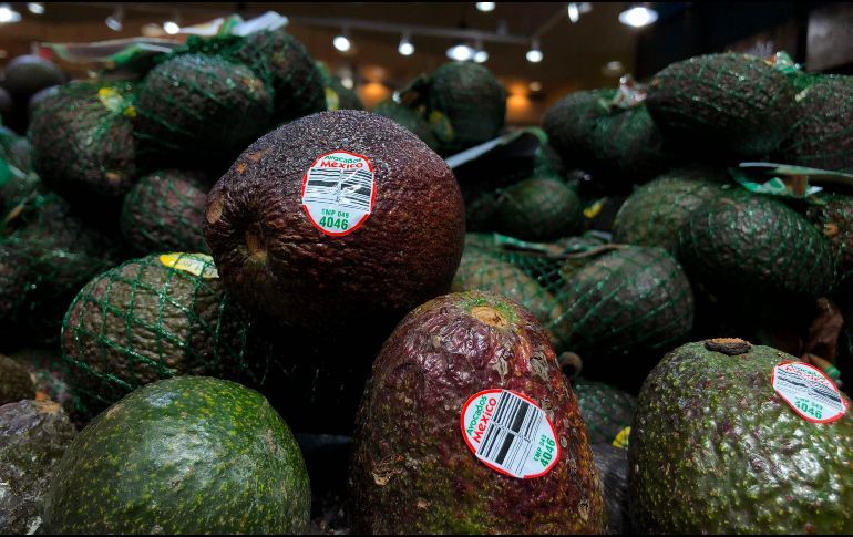 AGUACATE BAJA SU PRECIO; SE VENDE EN 50 PESOS EN MERCADOS DEL PAÍS
