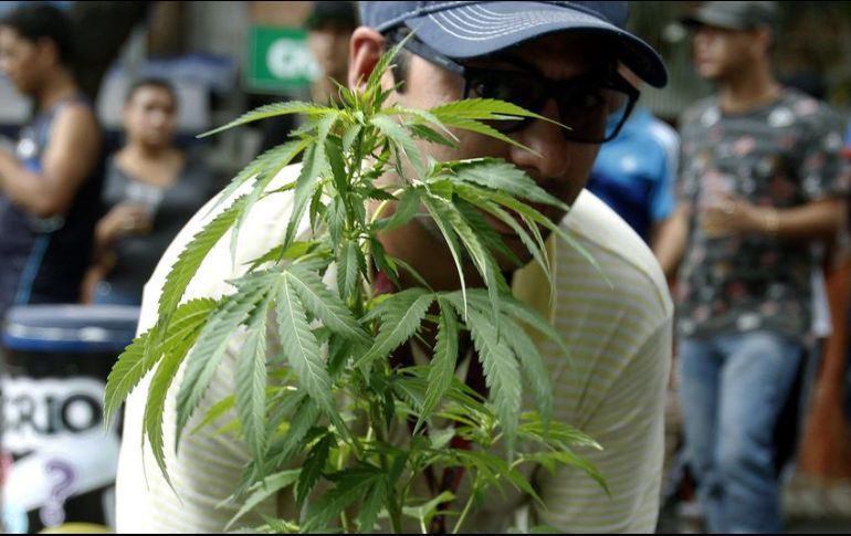 NO DESCARTAMOS LEGALIZAR DROGAS NATURALES, DICE LÓPEZ OBRADOR