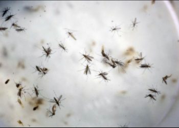 DENGUE EN MÉXICO SE INCREMENTA CERCA DEL 400 POR CIENTO