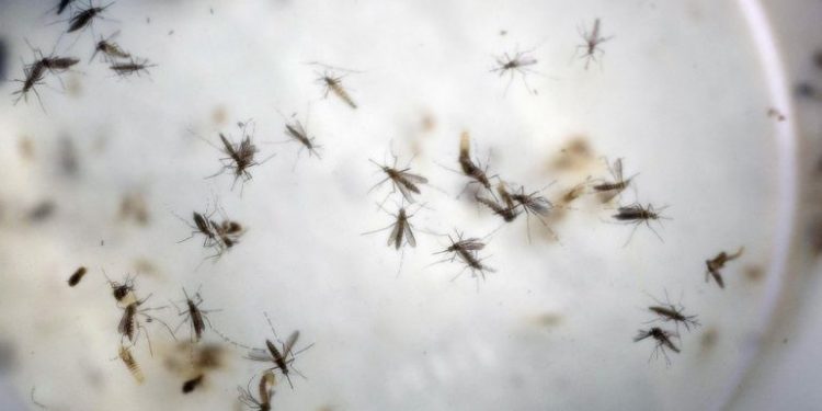 DENGUE EN MÉXICO SE INCREMENTA CERCA DEL 400 POR CIENTO