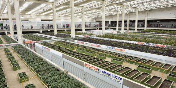 SEGUIRÁ NUEVO PINO SUÁREZ SIN ENERGÍA ELÉCTRICA… HASTA QUE LOS LOCATARIOS PAGUEN ADEUDO A CFE