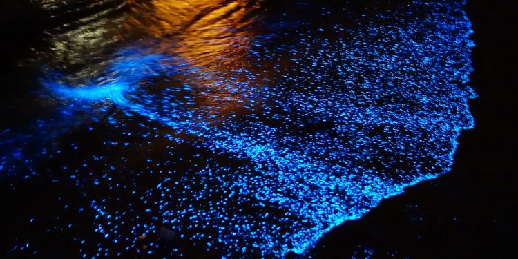 LAS LUCES  DE HOLBOX