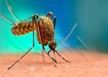 ENFERMARON DE DENGUE 922 TABASQUEÑOS EN 2019