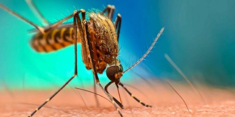 ENFERMARON DE DENGUE 922 TABASQUEÑOS EN 2019