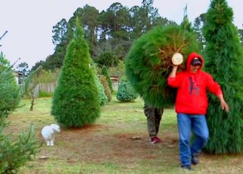INDÍGENAS SIEMBRAN CON ÉXITO ÁRBOLES DE NAVIDAD EN CHIAPAS