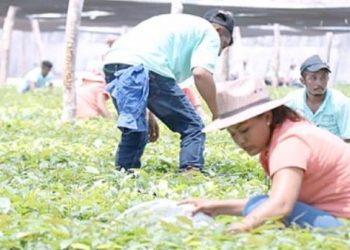 SEMBRANDO VIDA FOMENTA EL DESARROLLO Y RESPETO AMBIENTAL