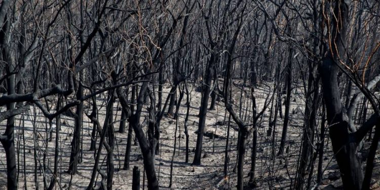 AUSTRALIA, EN NUEVO RIESGO DE CALOR Y FUEGO