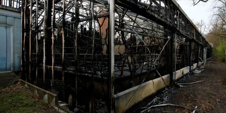 INCENDIO EN ZOOLÓGICO ALEMÁN MATA A 30 ANIMALES