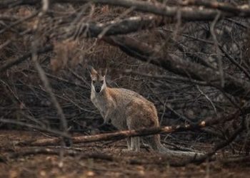 MÁS DE 300 ESPECIES DE FLORA Y FAUNA, EN RIESGO POR INCENDIOS