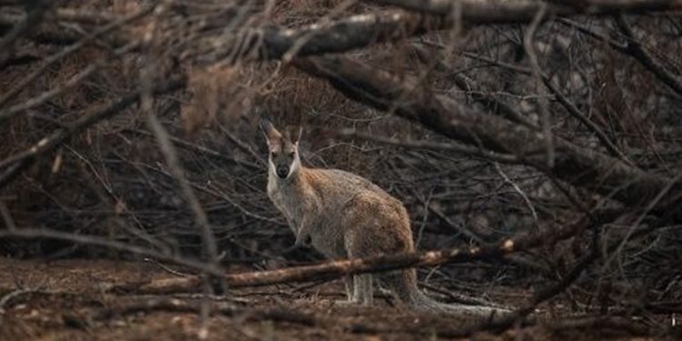 MÁS DE 300 ESPECIES DE FLORA Y FAUNA, EN RIESGO POR INCENDIOS