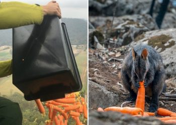 DESDE HELICÓPTERO, LANZAN COMIDA A ANIMALES SOBREVIVIENTES DE LOS INCENDIOS EN AUSTRALIA