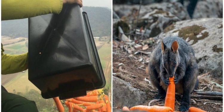 DESDE HELICÓPTERO, LANZAN COMIDA A ANIMALES SOBREVIVIENTES DE LOS INCENDIOS EN AUSTRALIA
