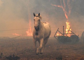 AL MENOS 480 MILLONES DE ANIMALES HAN MUERTO POR INCENDIOS EN AUSTRALIA