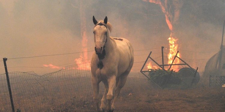 AL MENOS 480 MILLONES DE ANIMALES HAN MUERTO POR INCENDIOS EN AUSTRALIA