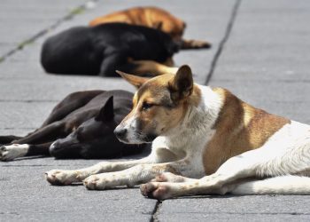50 PERROS MUEREN ENVENENADOS EN PUEBLA