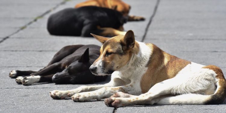 50 PERROS MUEREN ENVENENADOS EN PUEBLA