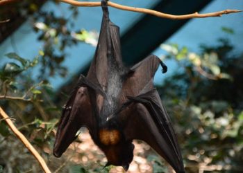 SOPA DE MURCIÉLAGO PUDO SER LA CAUSA DEL CORONAVIRUS EN CHINA