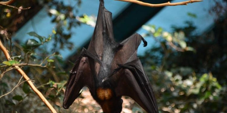 SOPA DE MURCIÉLAGO PUDO SER LA CAUSA DEL CORONAVIRUS EN CHINA