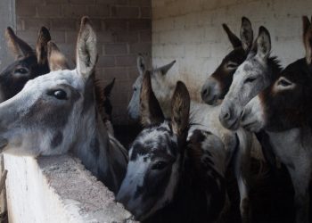 BURRO MEXICANO LUCHA POR SOBREVIVIR EN LA ERA TECNOLÓGICA
