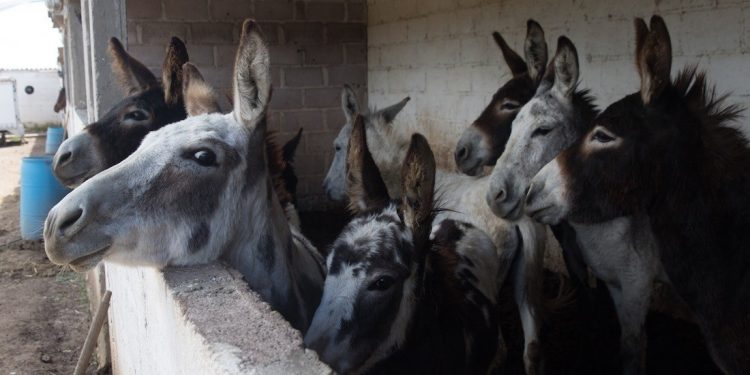 BURRO MEXICANO LUCHA POR SOBREVIVIR EN LA ERA TECNOLÓGICA