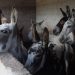 BURRO MEXICANO LUCHA POR SOBREVIVIR EN LA ERA TECNOLÓGICA