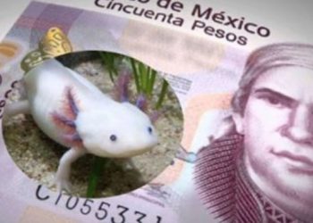 EL AJOLOTE Y XOCHIMILCO APARECERÍAN EN NUEVO BILLETE DE 50 PESOS
