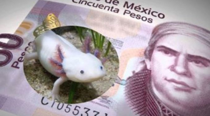 EL AJOLOTE Y XOCHIMILCO APARECERÍAN EN NUEVO BILLETE DE 50 PESOS