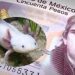 EL AJOLOTE Y XOCHIMILCO APARECERÍAN EN NUEVO BILLETE DE 50 PESOS