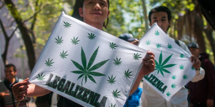 LÓPEZ OBRADOR RECHAZA LEGALIZAR MARIGUANA PARA SU USO RECREATIVO